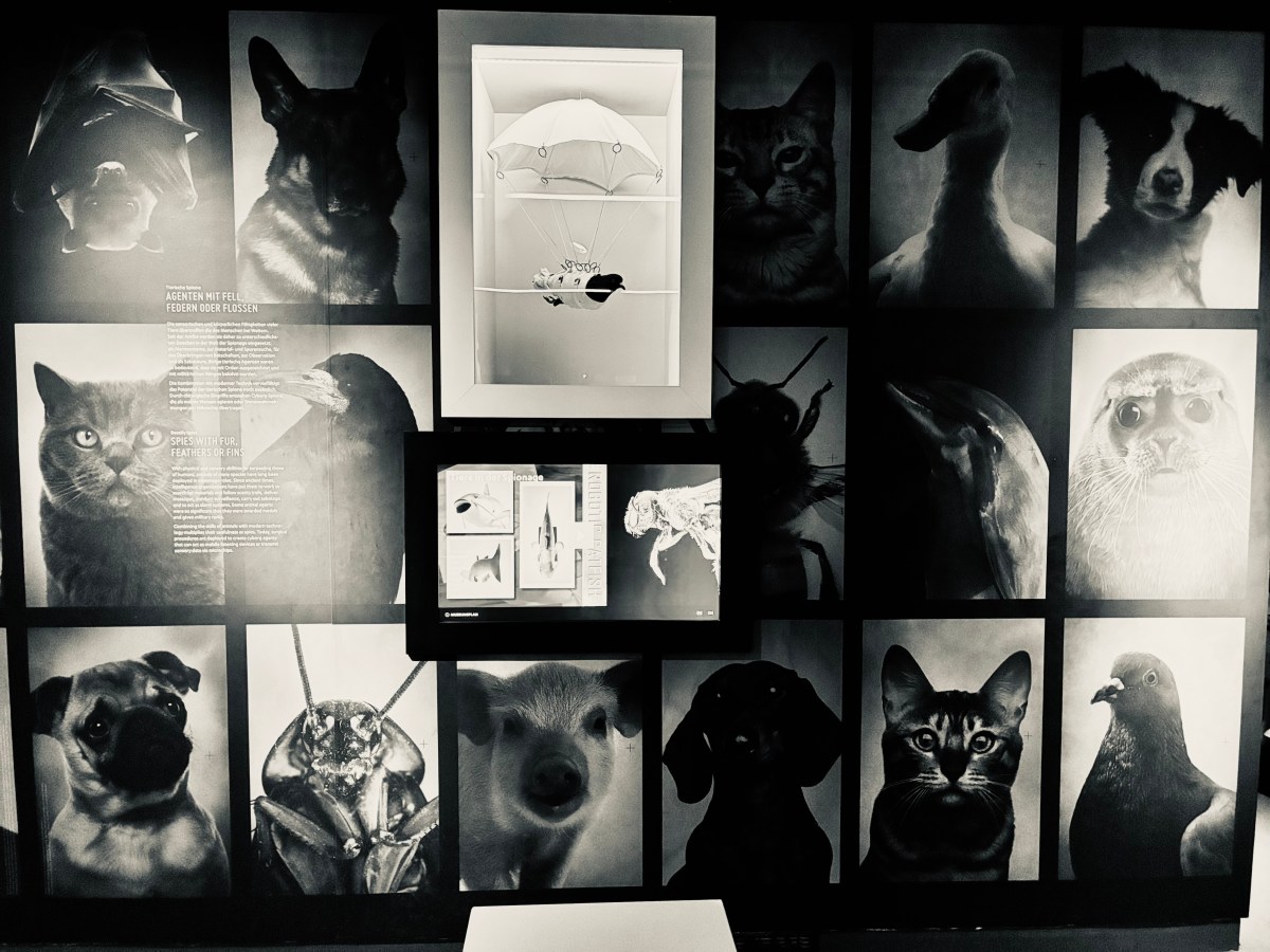 Why my cat will never be a&nbsp;spy